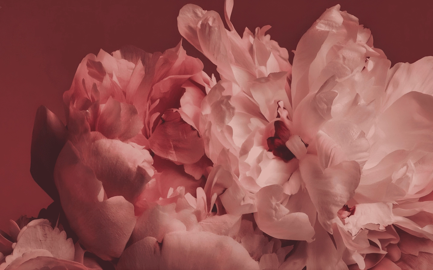 Hình nền mẫu đơn hồng phấn