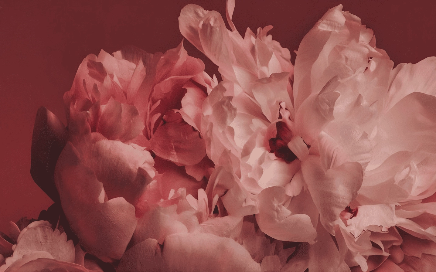 Hình nền mẫu đơn hồng phấn