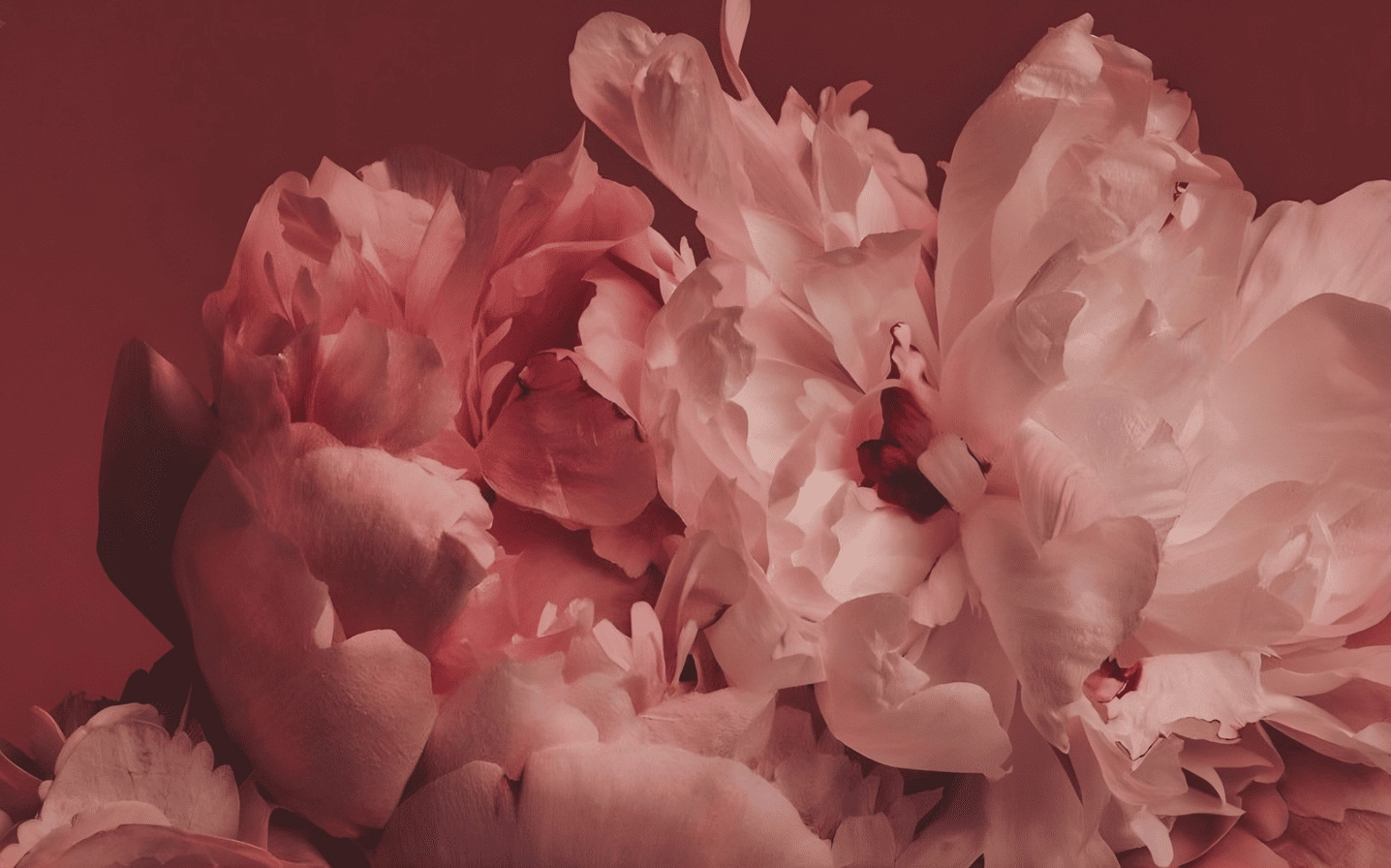 Hình nền mẫu đơn hồng phấn mang ý nghĩa bình an