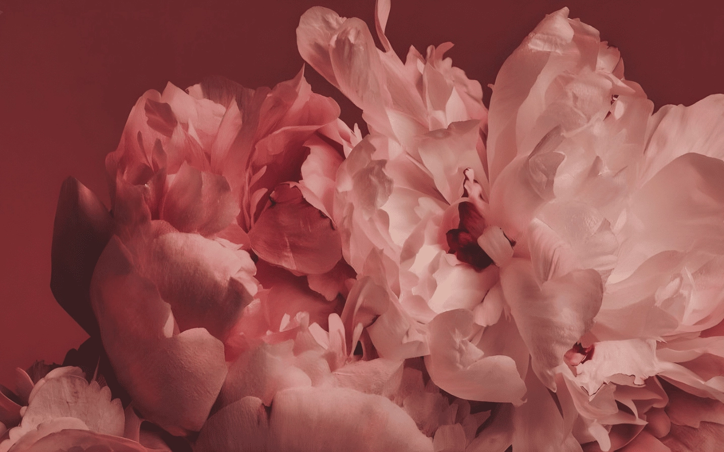 Hình nền mẫu đơn hồng phấn nhẹ nhàng