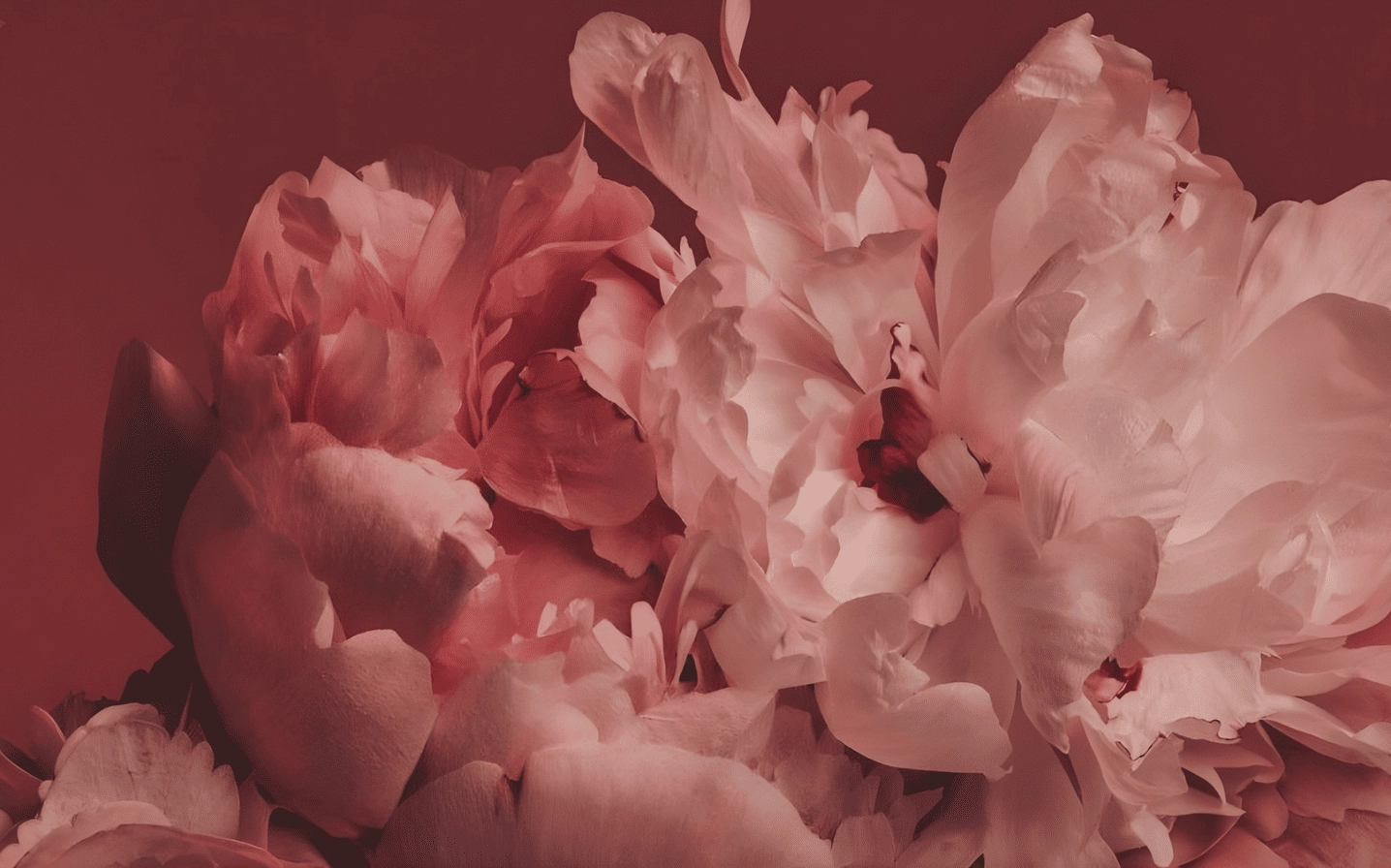 Hình nền mẫu đơn hồng phấn nhẹ nhàng thanh tao