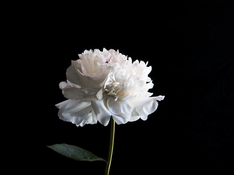 Hình nền máy tính 4k hoa mẫu đơn sang trọng