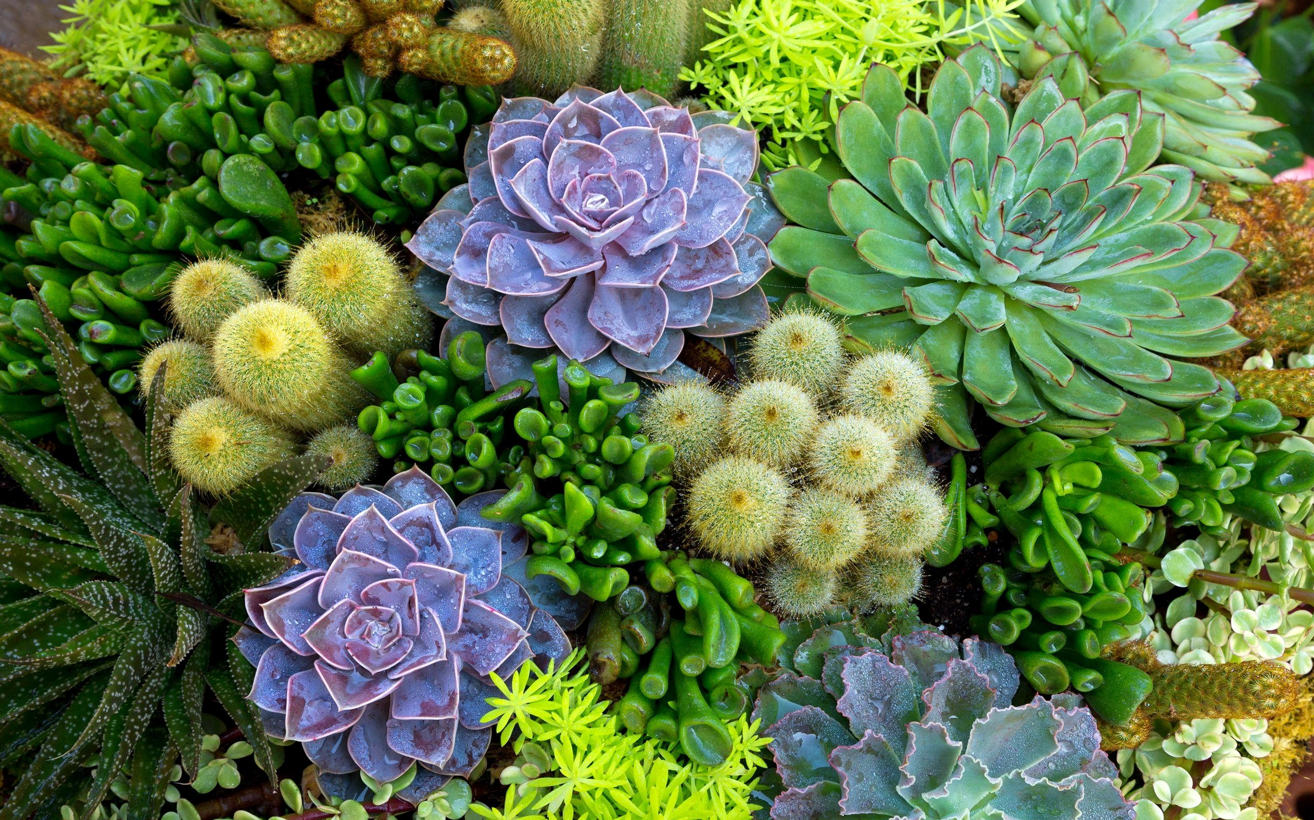 Hình nền máy tính cây xương rồng sen đá