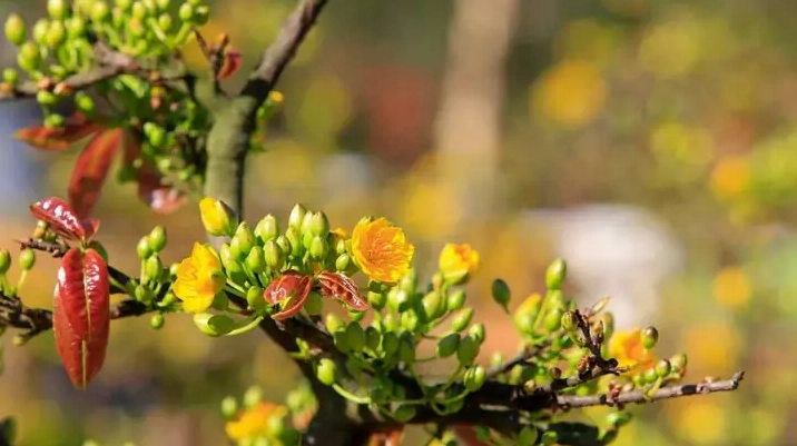 Hình nền máy tính hoa mai vàng đón Tết cực rực rỡ