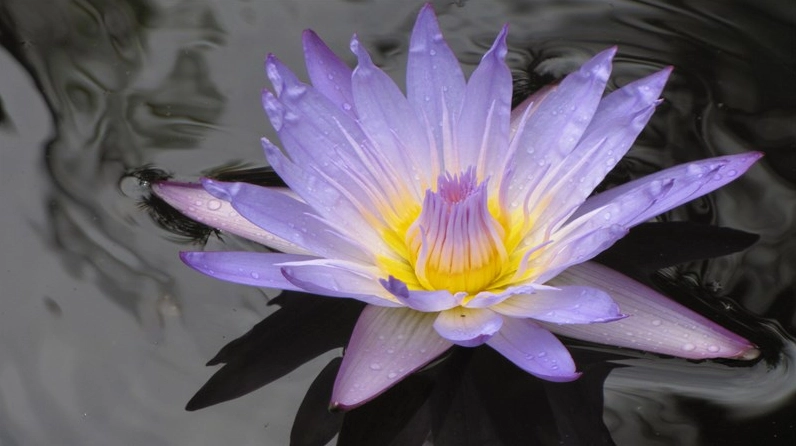 Hình nền máy tính hoa súng chất lượng cao