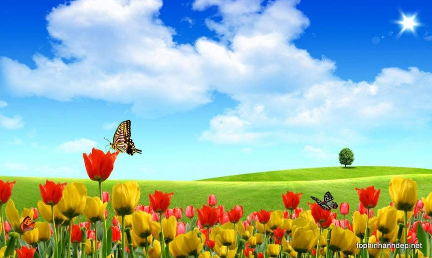 Hình nền mùa xuân tươi tắn