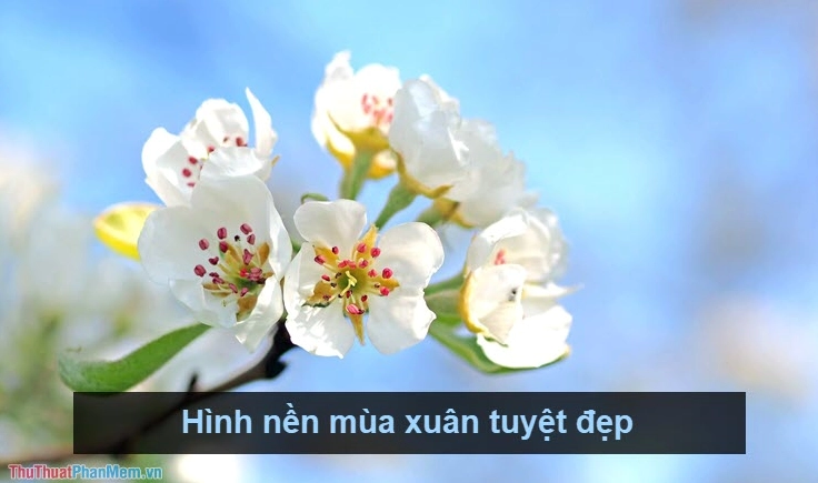 Hình nền mùa xuân tuyệt đẹp