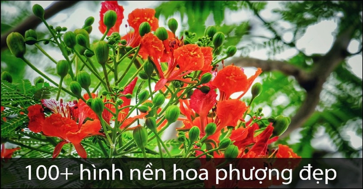 hình nền Powerpoint hoa phượng chất lượng cao