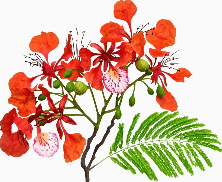 hình nền Powerpoint hoa phượng nghệ thuật