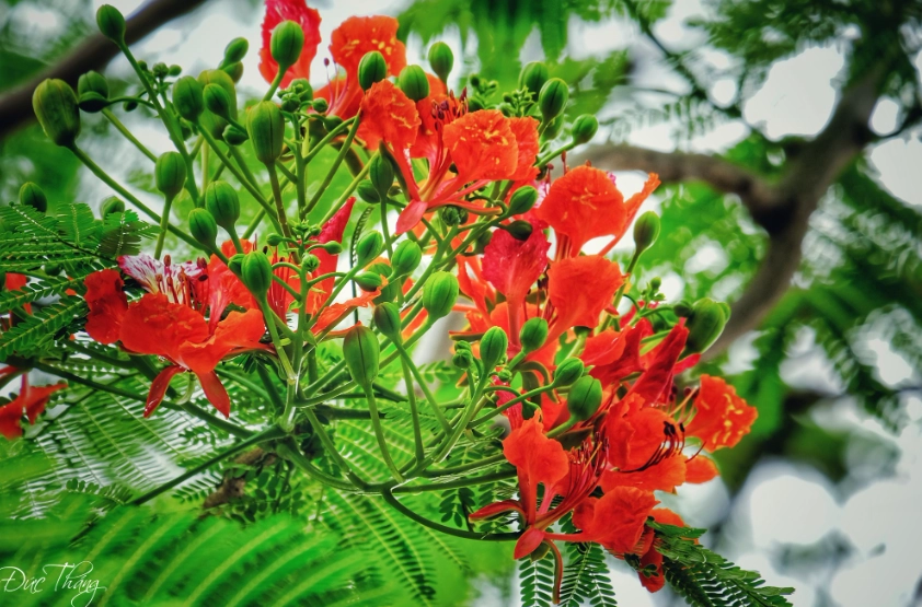 hình nền Powerpoint hoa phượng truyền thống