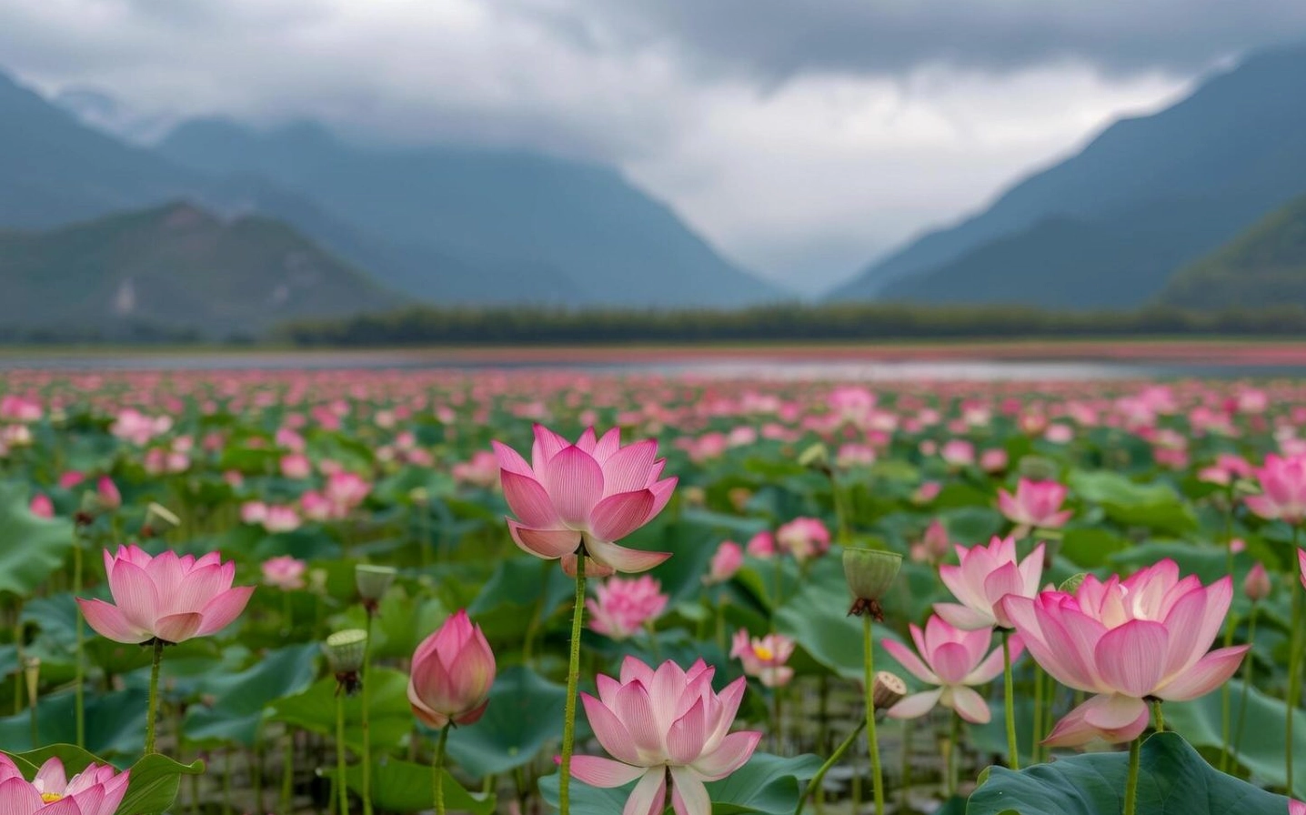Hình nền sen hồng bao la bên cạnh dãy núi non hùng vĩ