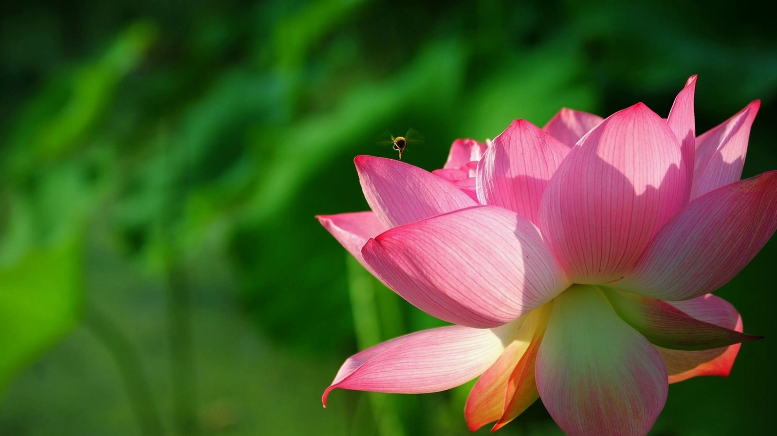 Hình nền sen và hoa cánh sen tự nhiên