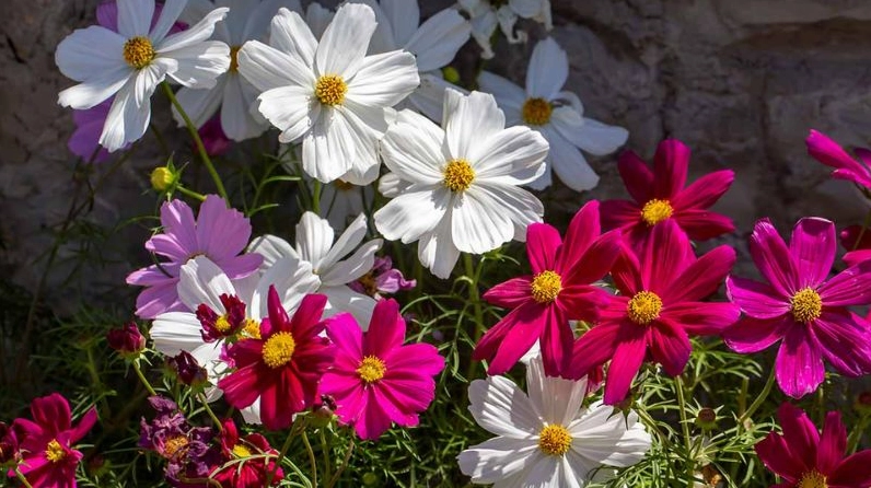 Hình nền thể hiện nguồn gốc và ý nghĩa sâu sắc của loài hoa sao nhái tuyệt đẹp