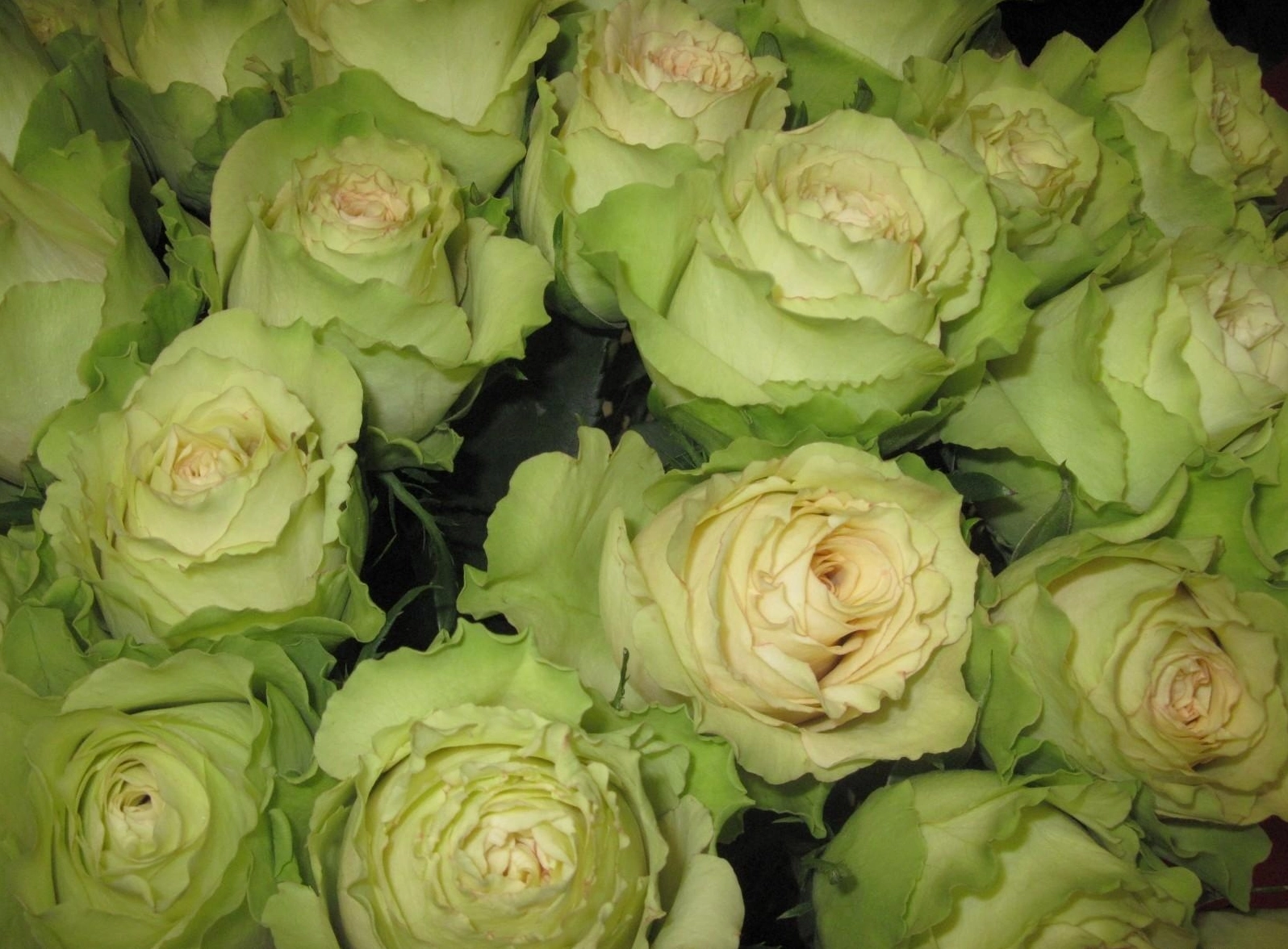 Hình nền thực vật hoa hồng xanh đa dạng màu sắc