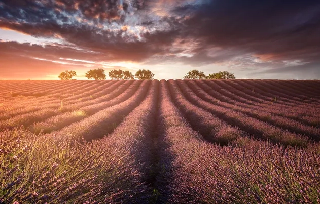 Hình nền Tree And Lavander Garden HD
