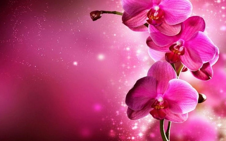 Hình nền tuyệt vời cho máy tính