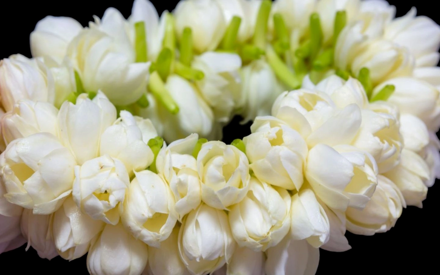 Hình nền vòng hoa nhài trắng tinh khiết đẹp mắt