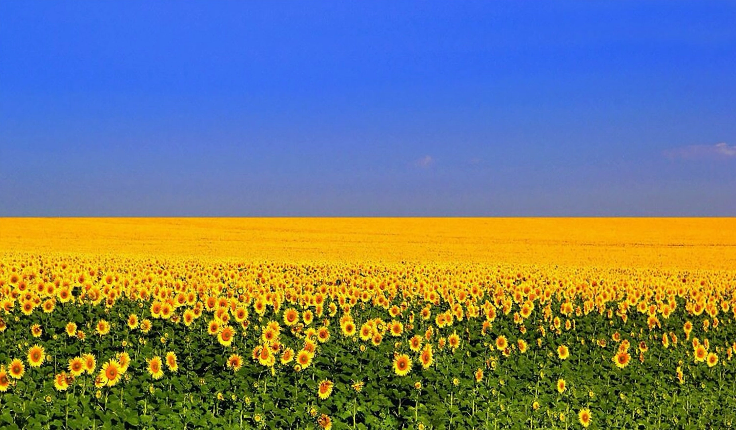 Hình nền vườn hoa hướng dương bao la