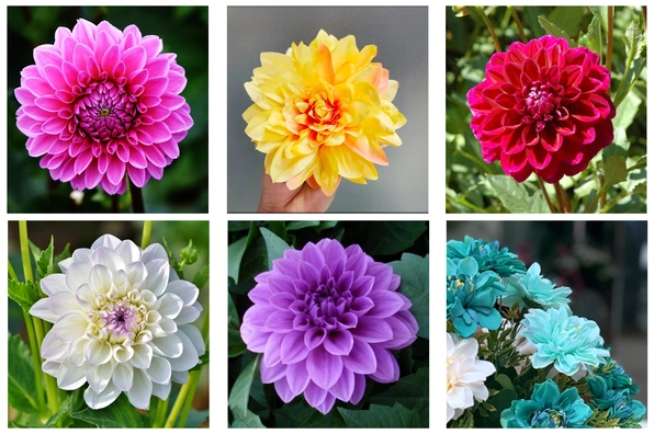 Hình nền ý nghĩa hoa thược dược theo từng màu sắc khác nhau