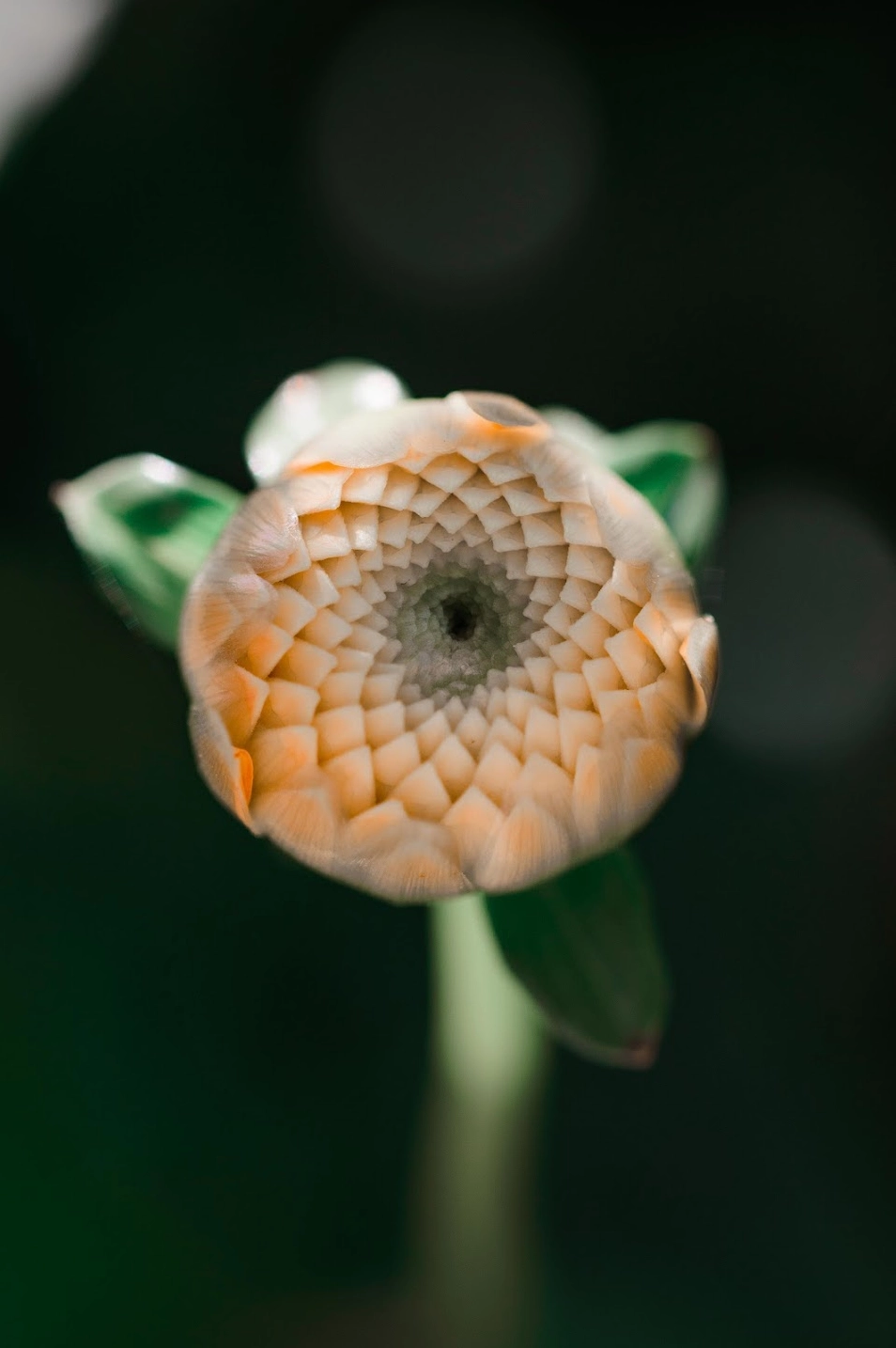 Hoa bất tử nở rộ tuyệt đẹp