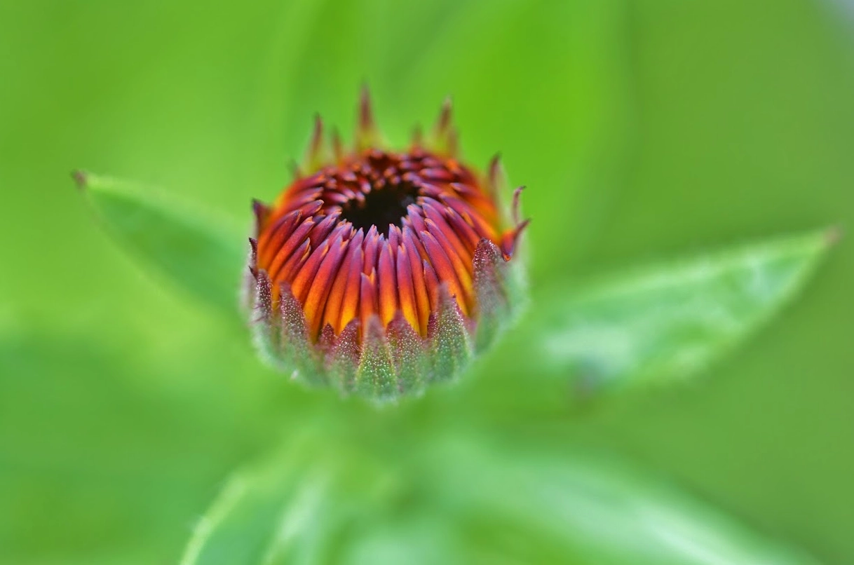 Hoa bất tử sắc đỏ nổi bật