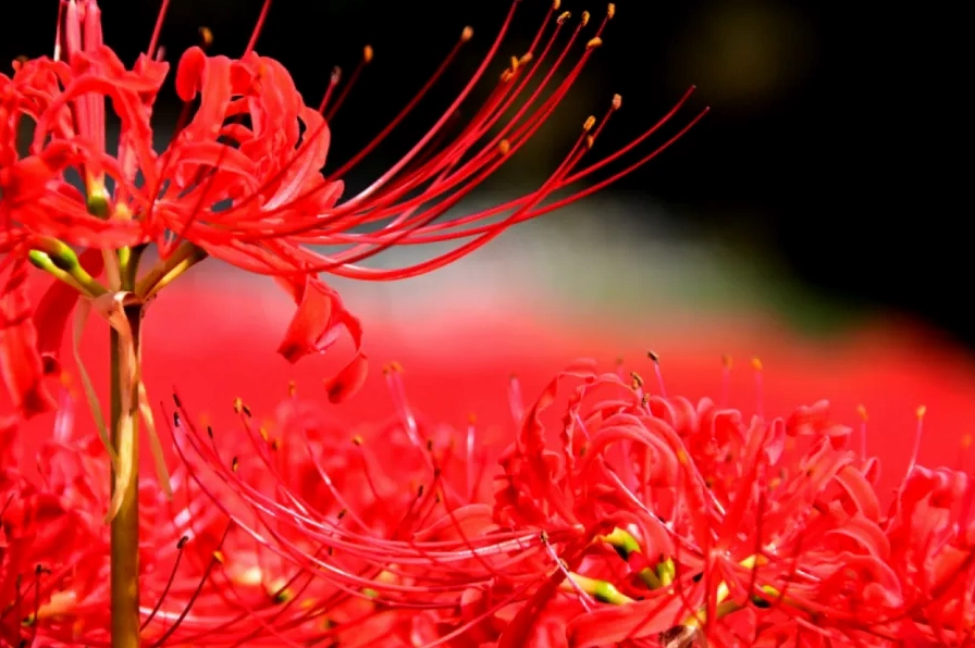 Hoa Bỉ Ngạn Đỏ Mạn Châu Sa Hoa