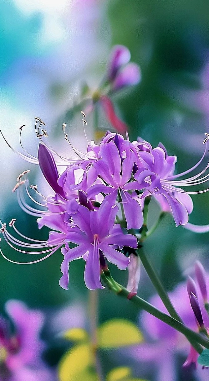 Hoa bỉ ngạn tím đầy nghệ thuật