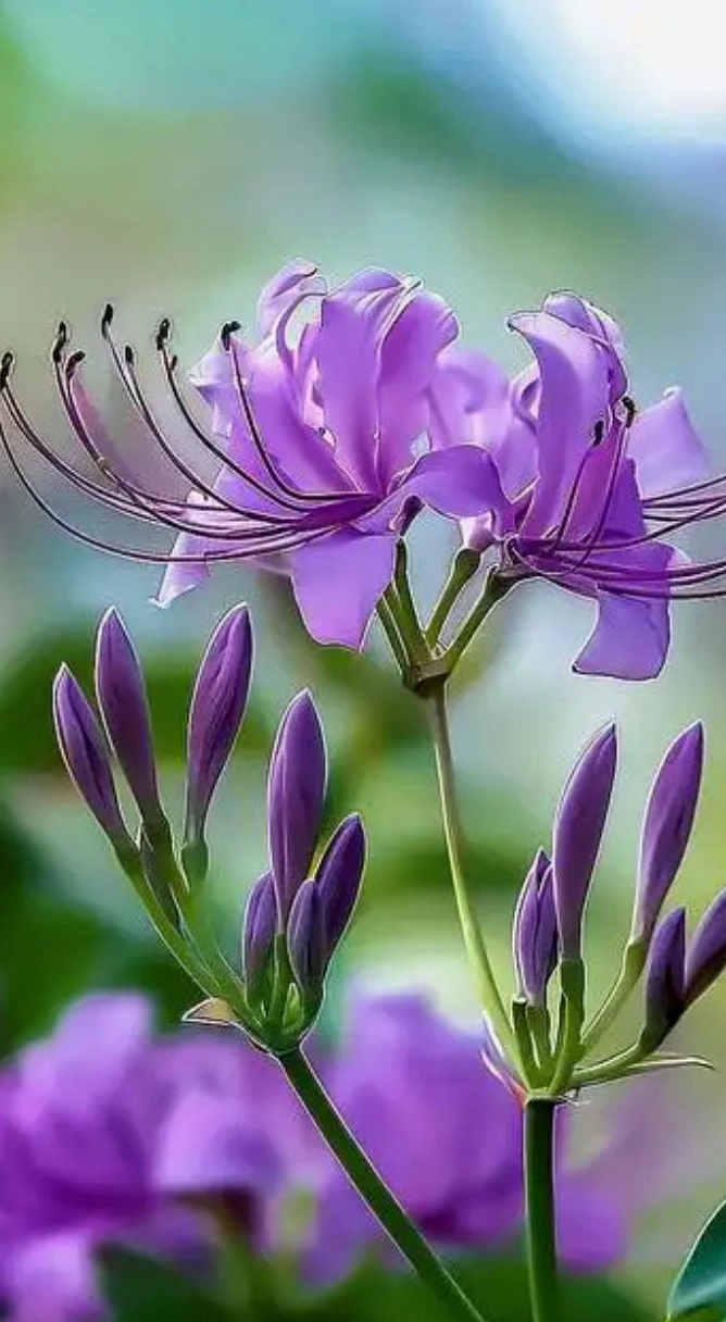 Hoa bỉ ngạn tím mộng mơ