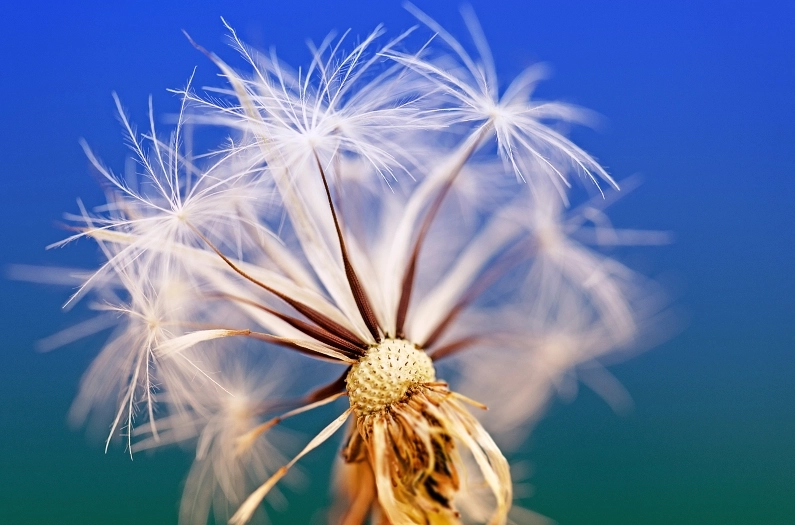 Hoa bồ công anh chuẩn bị phát tán hạt giống trong gió