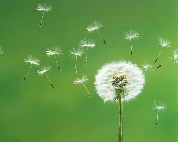 Hoa bồ công anh đung đưa bay theo chiều gió