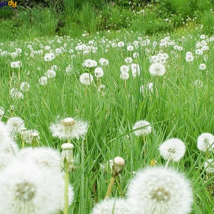 Hoa bồ công anh màu vàng nhạt giữa cỏ xanh gợi ý hình nền thiên nhiên tối giản