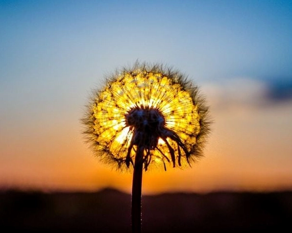 Hoa bồ công anh ngược nắng đẹp da diết rung động lòng người