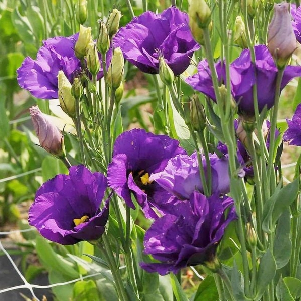 Hoa cát tường chuông nhiều màu sắc tươi tắn