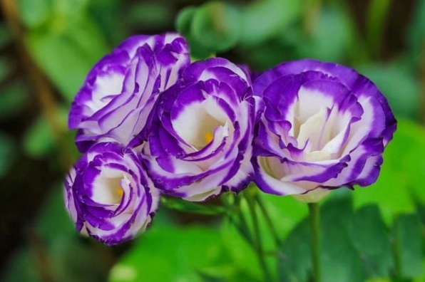 Hoa cát tường mang ý nghĩa may mắn