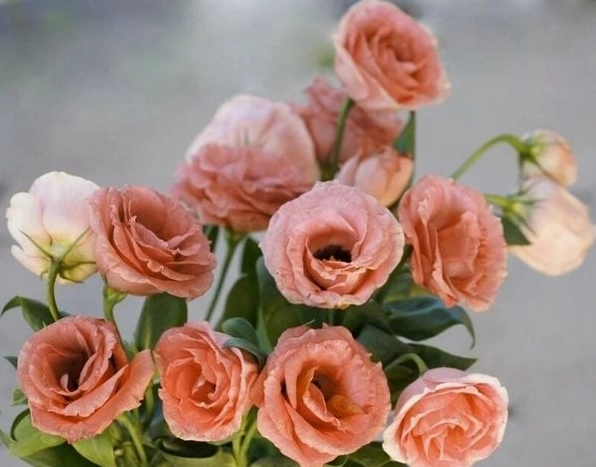 Hoa cát tường màu cam ấm áp và tràn đầy sức sống