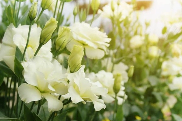 Hoa cát tường vàng rực rỡ như nắng mai