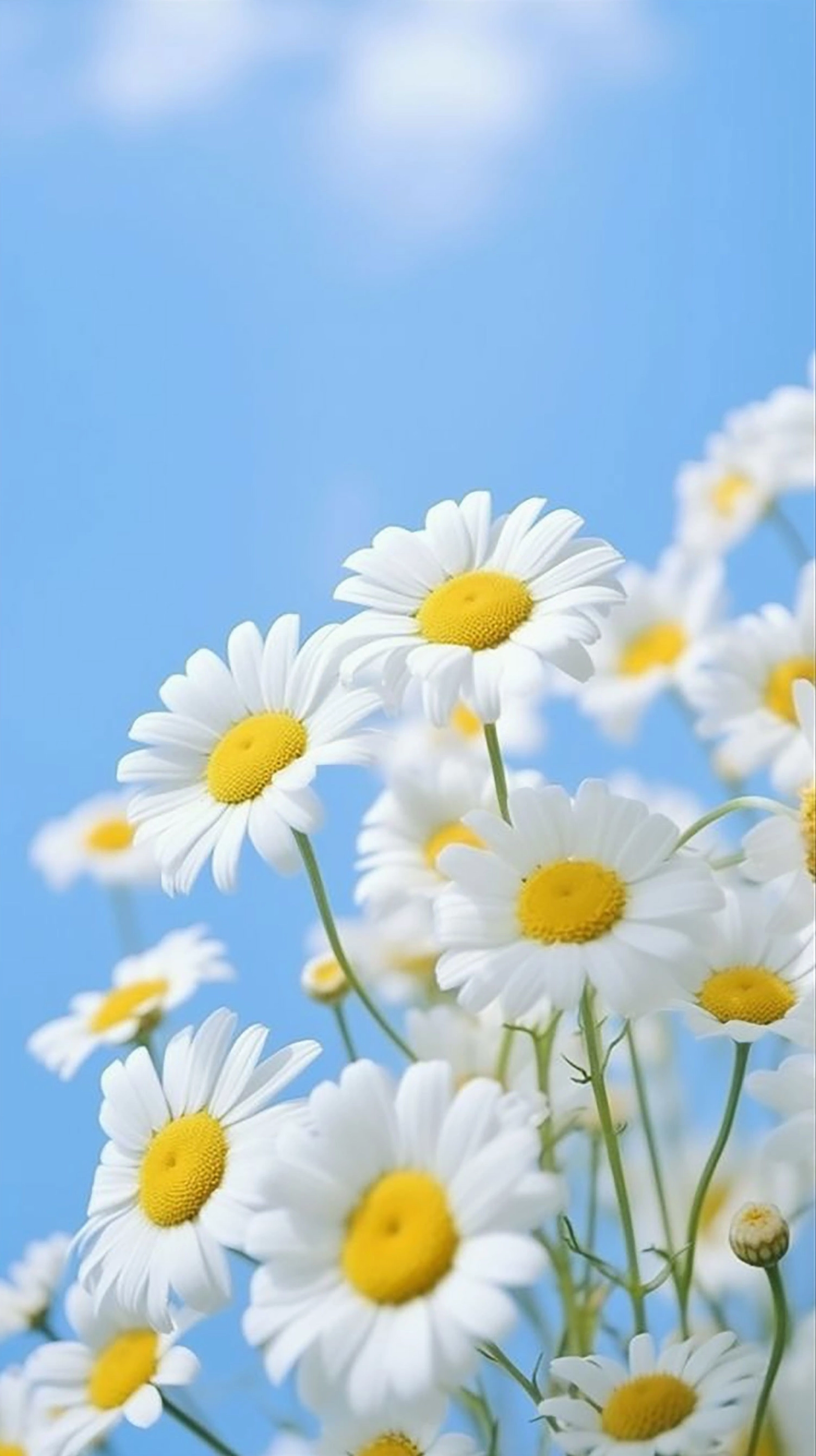 hoa cúc trắng hình nền cực nét