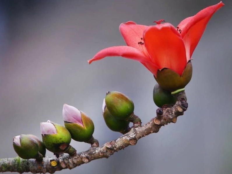 Hoa gạo đẹp lãng mạn trong tự nhiên