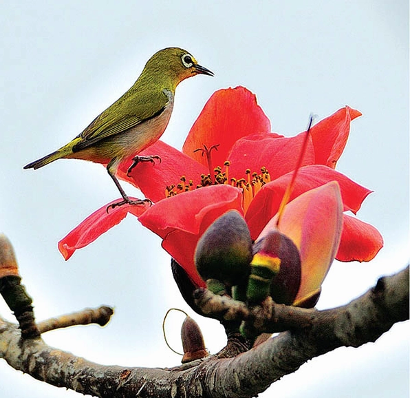 Hoa gạo đỏ mang vẻ đẹp nguyên sơ và mạnh mẽ