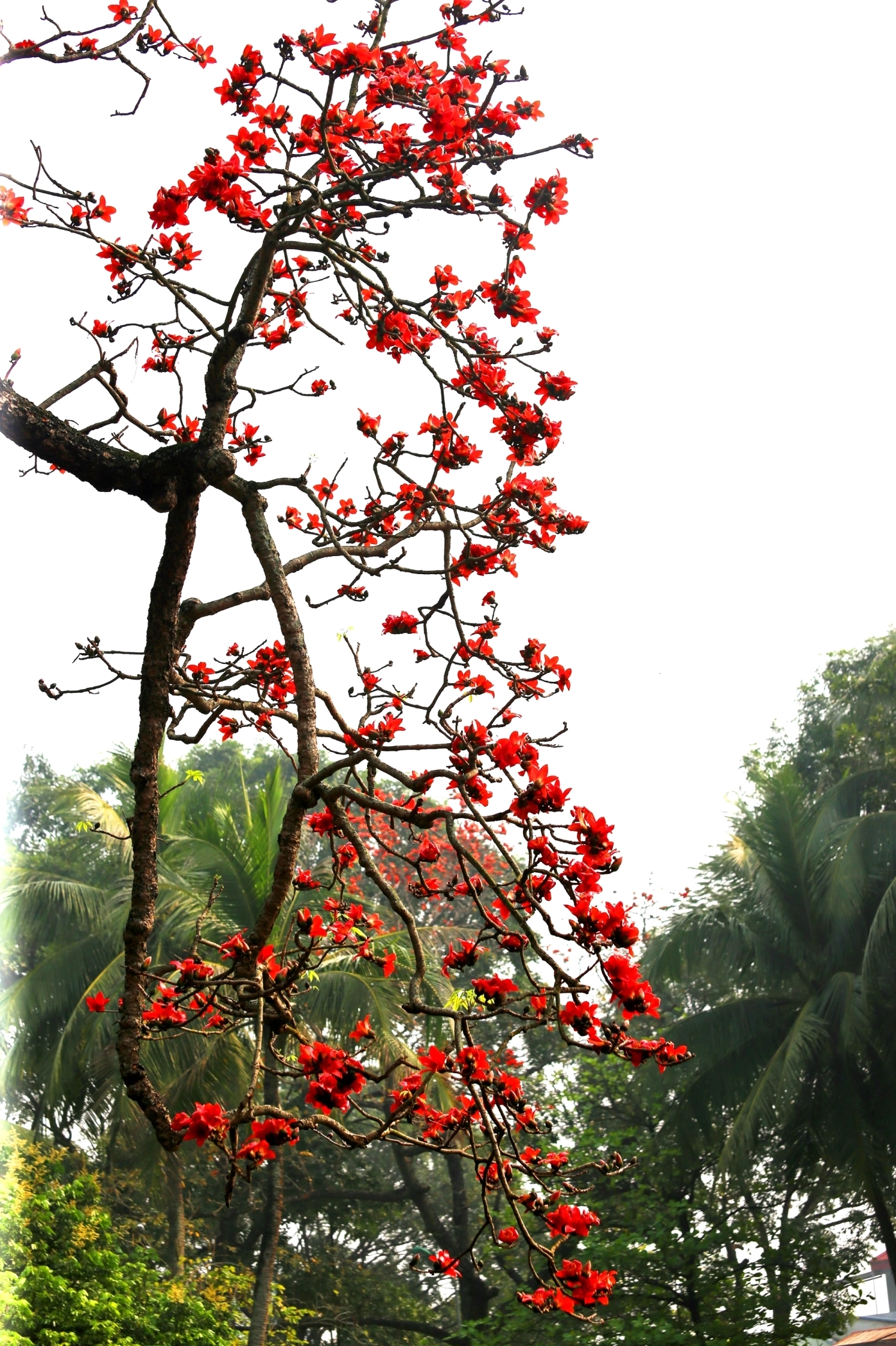 Hoa gạo khoe sắc tại khu vực Chùa Thầy cổ kính