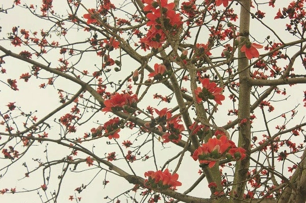 Hoa gạo mang đến sự bình yên và nét mộc mạc của làng quê