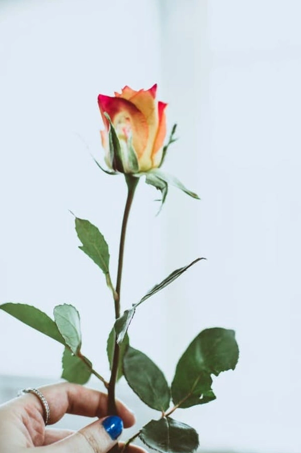 Hoa hồng hình nền lung linh