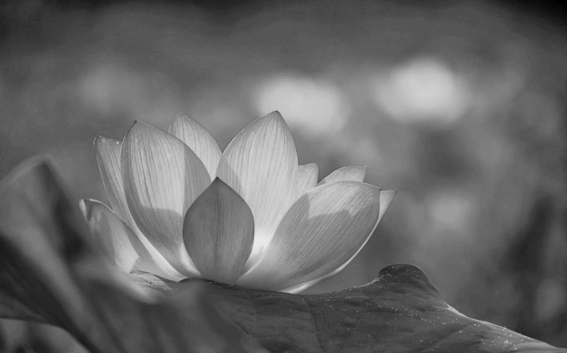 Hoa hồng nở rộ trong đêm