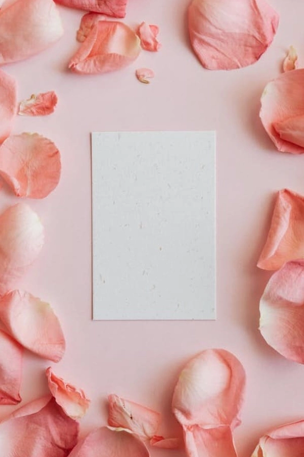 Hoa hồng trắng muốt thanh tao và thuần khiết