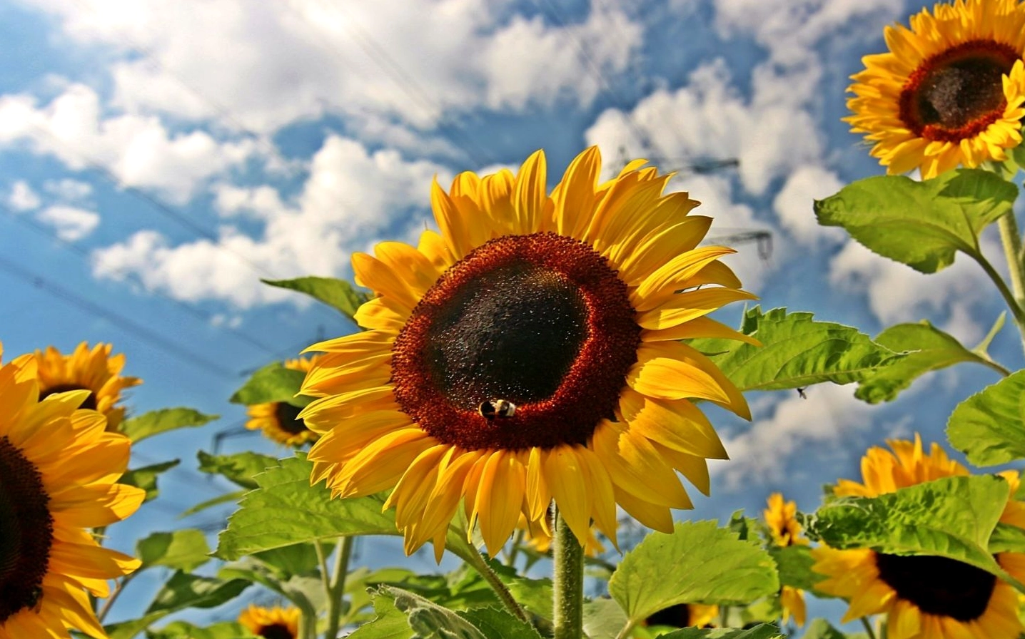 Hoa hướng dương mạnh mẽ vươn lên đón nắng hè oi ả