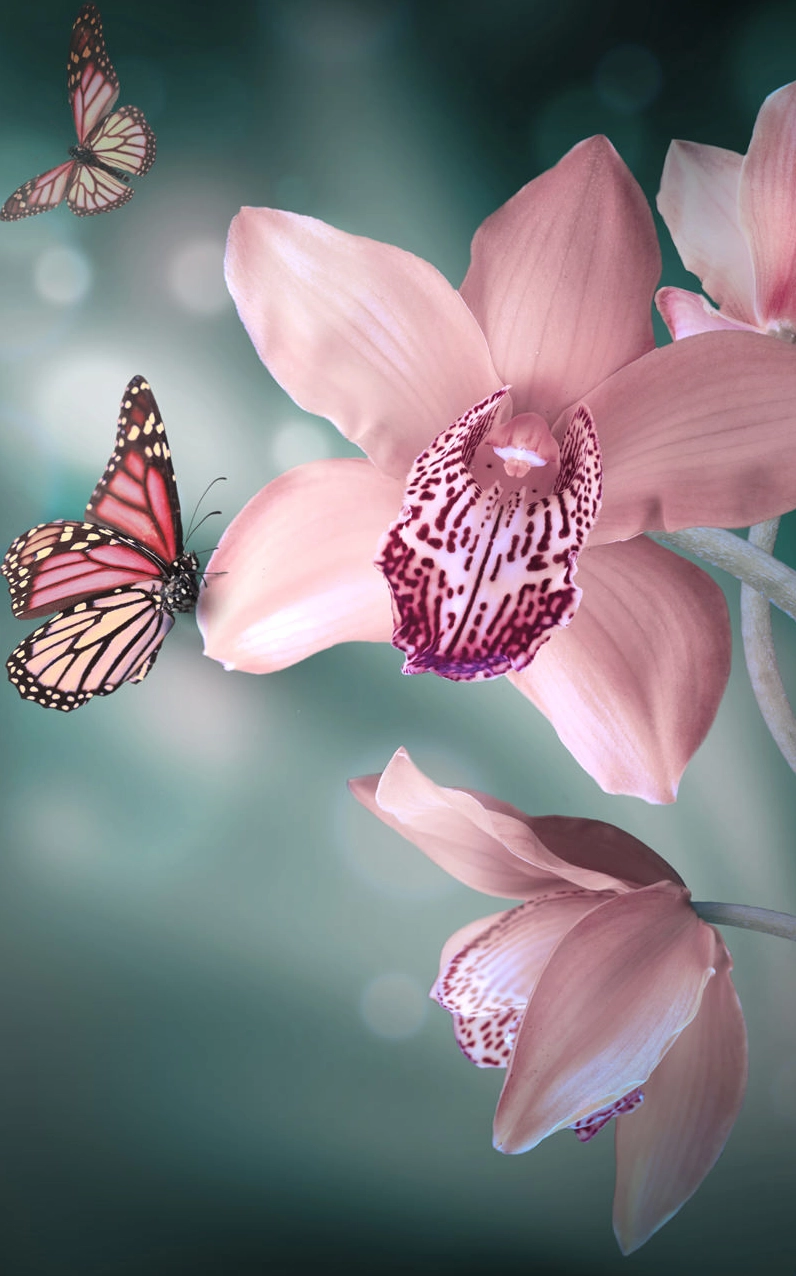 Hoa lan thanh lịch và đẳng cấp