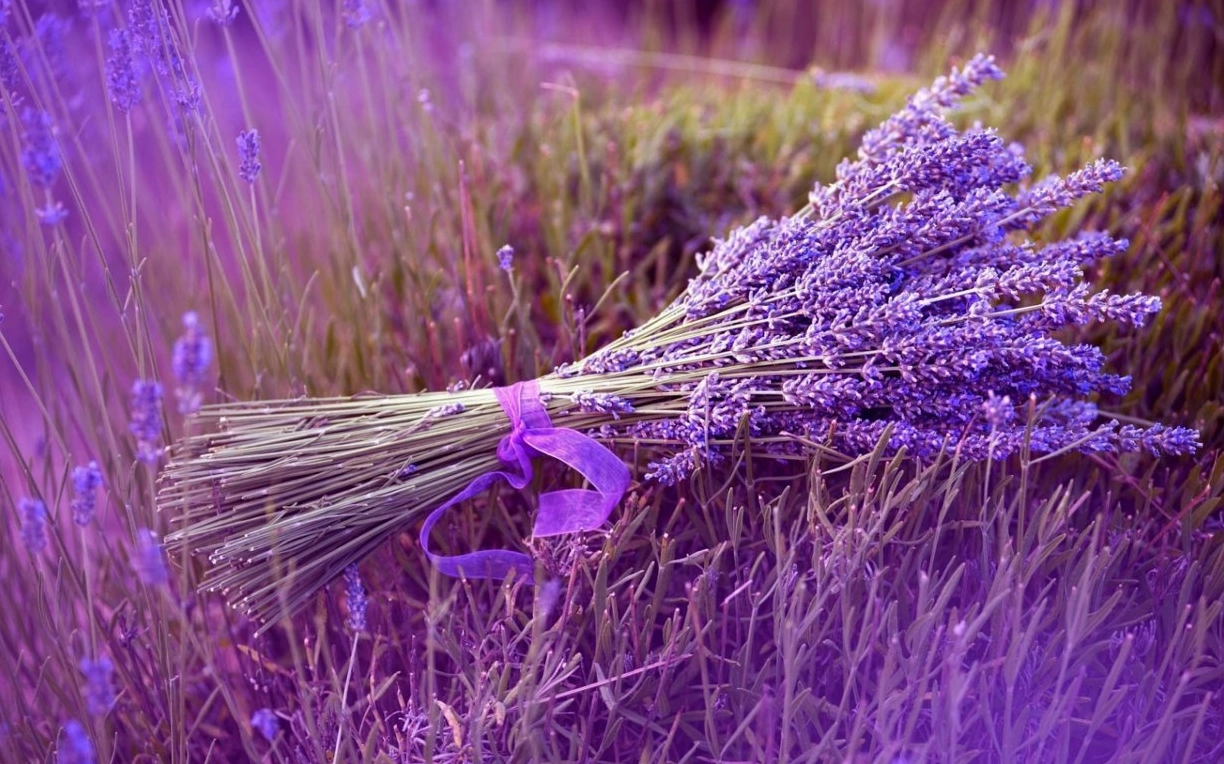Hoa Lavender Đặc Điểm Ý Nghĩa Và Hình Ảnh Đẹp Nhất