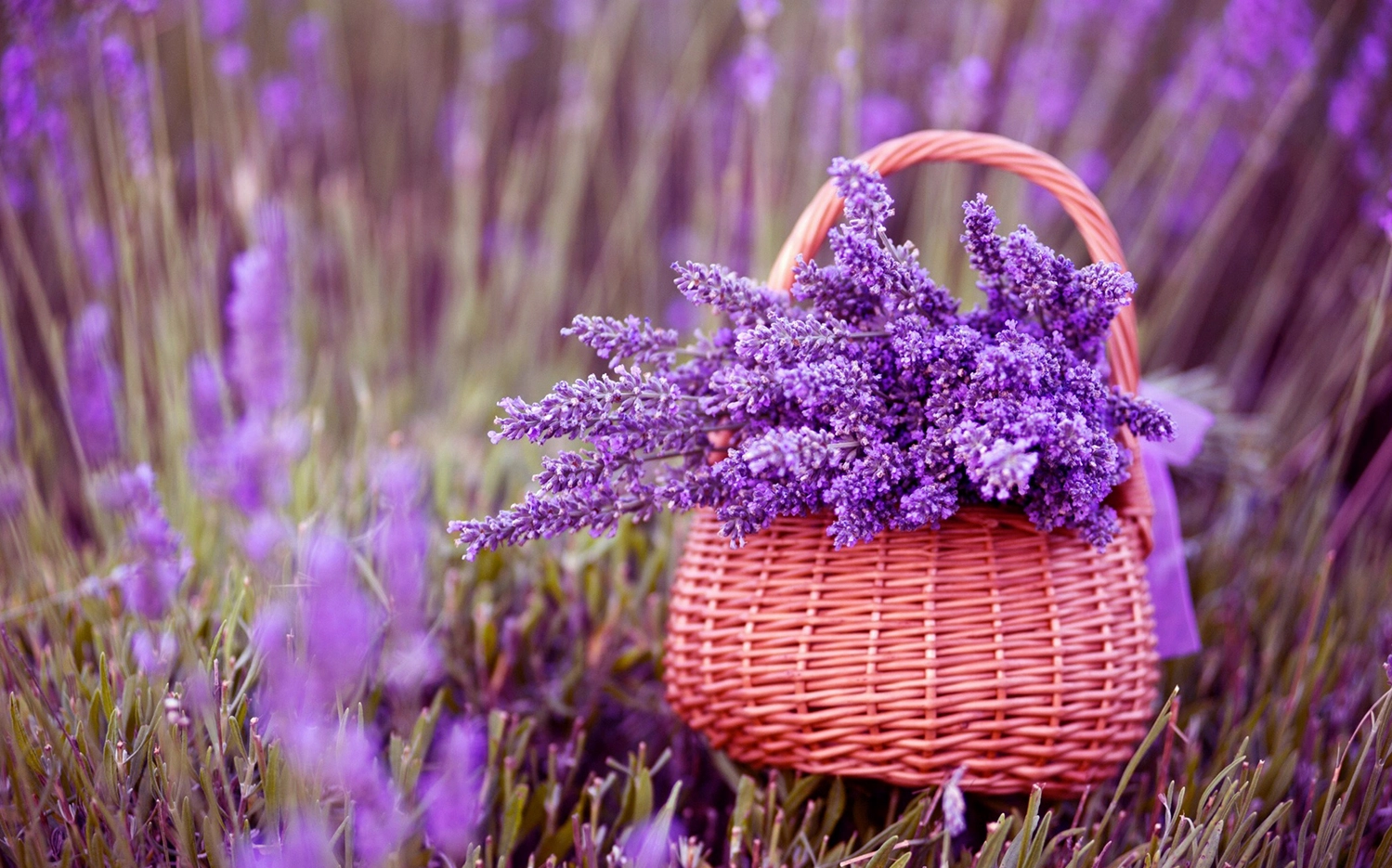 Hoa Lavender đẹp Tổng hợp những hình ảnh hoa Lavender đẹp nhất