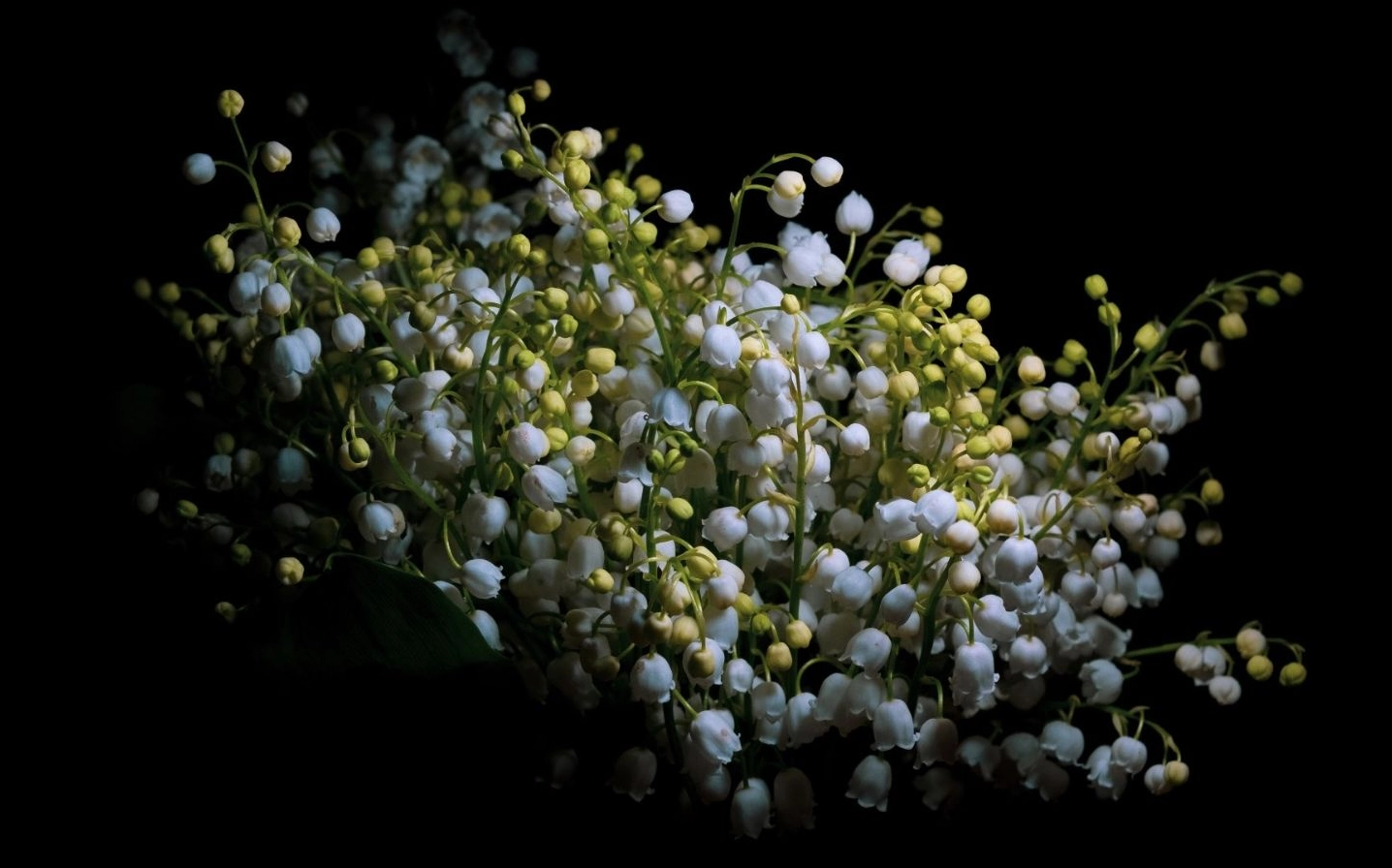 Hoa linh lan nở rộ quyến rũ trên nền đen