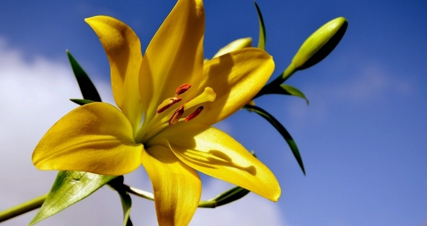 Hoa ly còn có tên gọi khác là hoa bách hợp hoặc hoa huệ tây